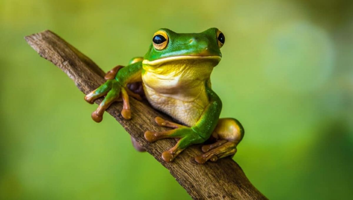 Spiritual Meaning of Frogs: Transformation, Luck & Growth