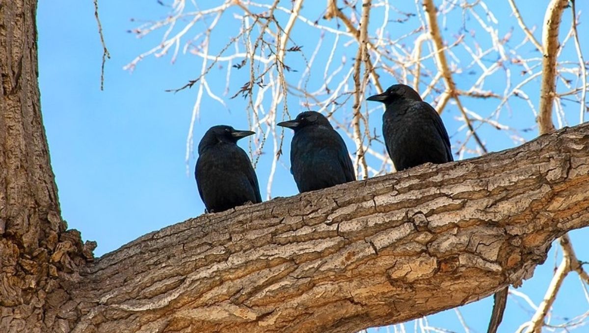 Spiritual Meaning of Seeing 3 Crows