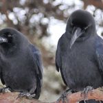 Spiritual Meaning of Seeing Two Crows