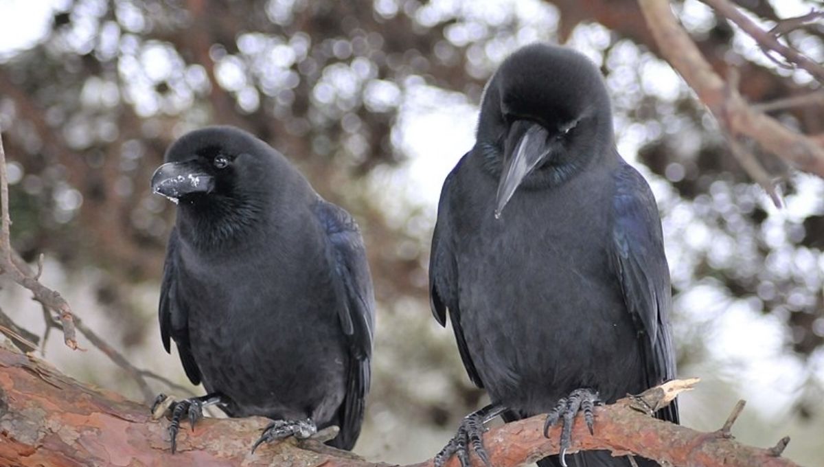 Spiritual Meaning of Seeing Two Crows