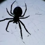 Spiritual Meaning of Spiders in the House