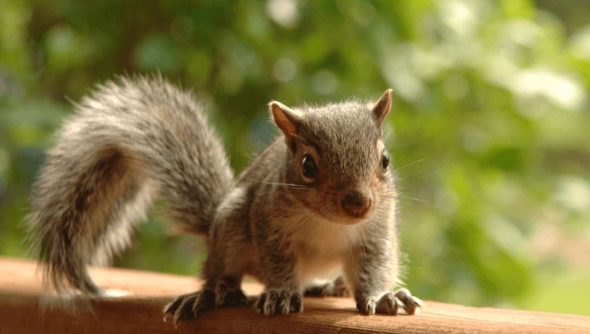 Spiritual Meaning of Squirrel Crossing Your Path