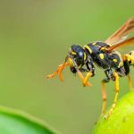 Spiritual Meaning of Wasps: What They Symbolize in Your Life