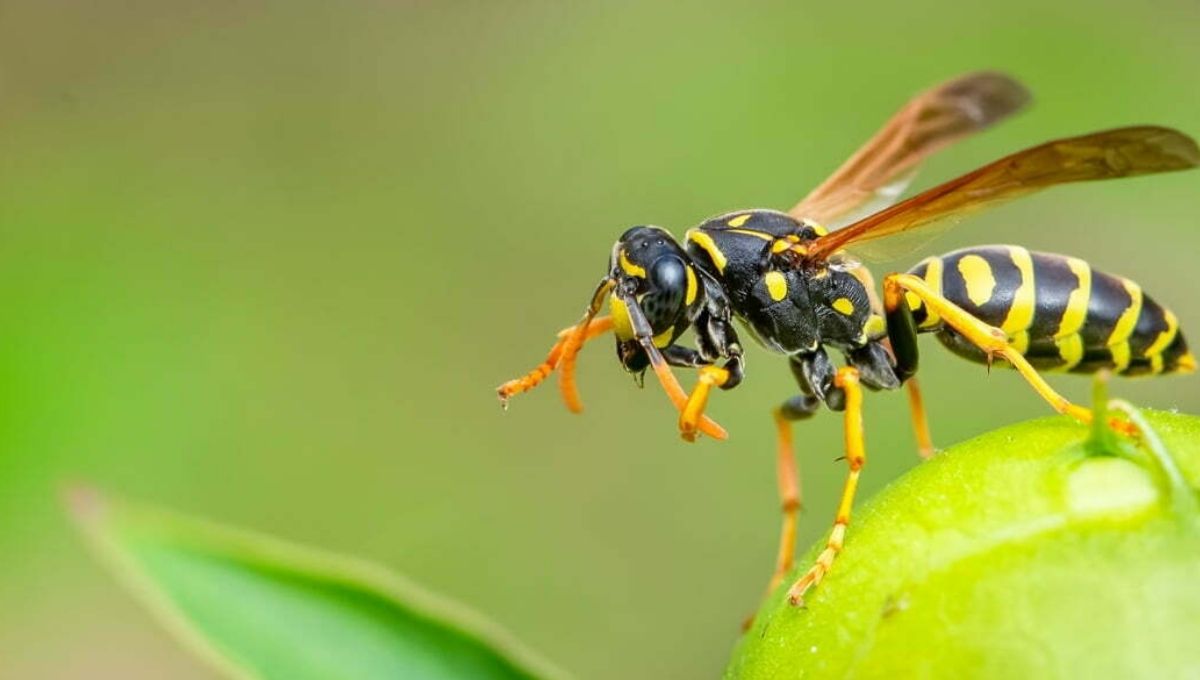 Spiritual Meaning of Wasps: What They Symbolize in Your Life