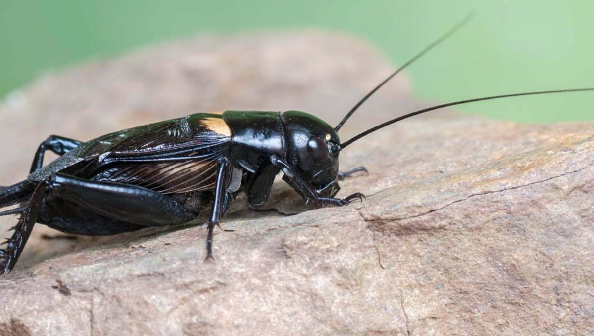 Spiritual Meanings of Black Cricket
