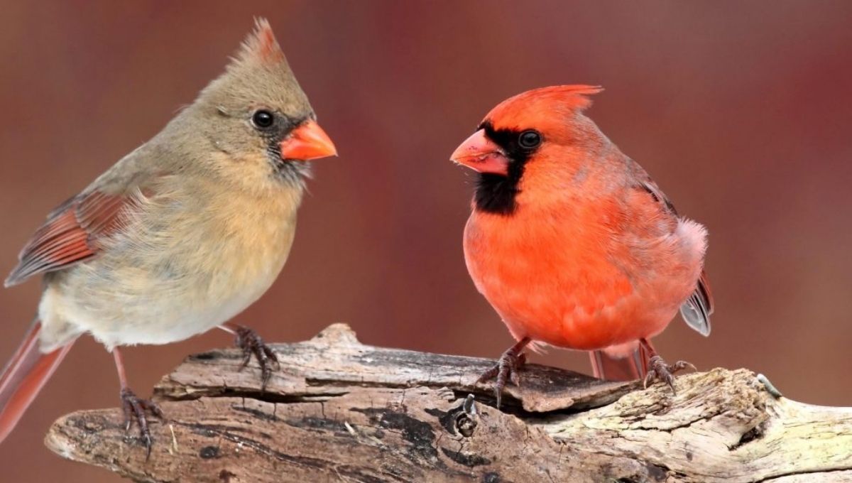 Spiritual Symbolism of Seeing a Red Cardinal