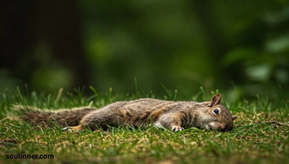 Spiritual Symbolism of a Dead Squirrel