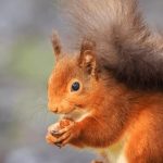 Squirrel Spiritual Meaning: Symbols & Messages from the Universe