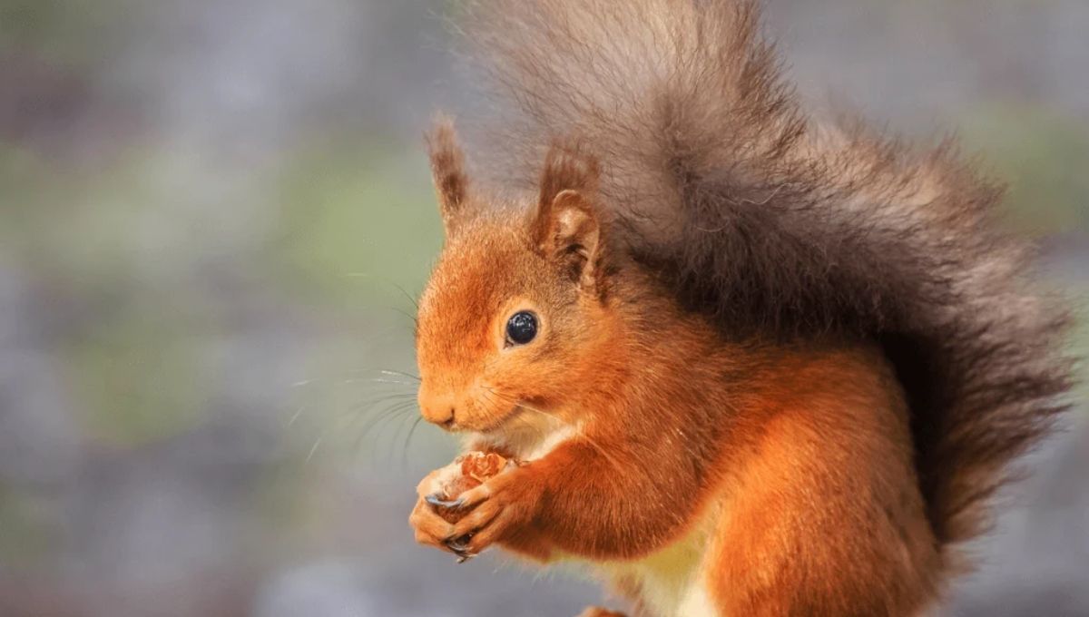 Squirrel Spiritual Meaning: Symbols & Messages from the Universe