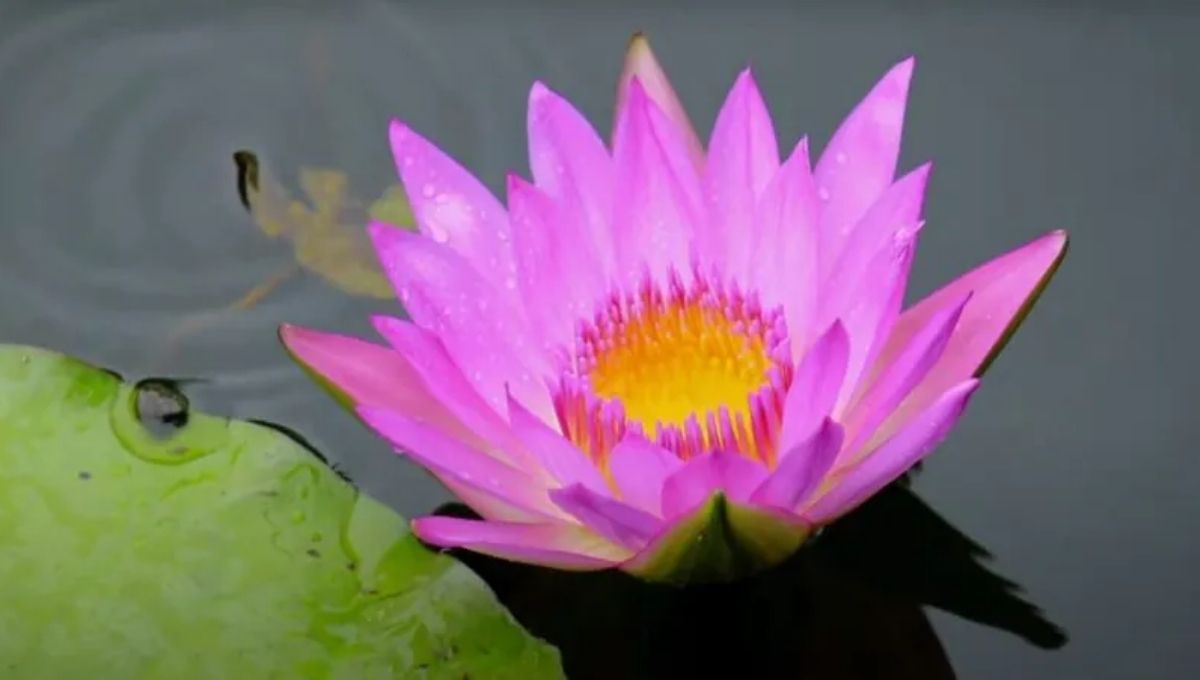 Sunrise: A Daily Symbol of Rebirth