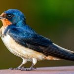Swallow Bird Meaning: Symbolism, Spirituality & Culture Explained