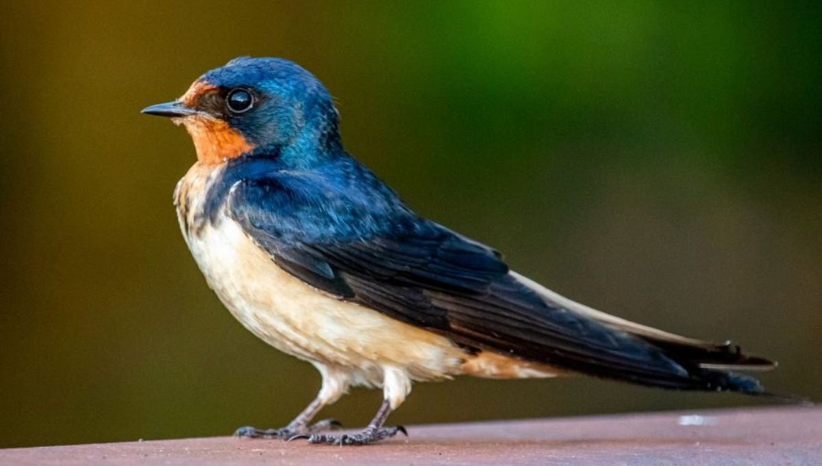 Swallow Bird Meaning: Symbolism, Spirituality & Culture Explained