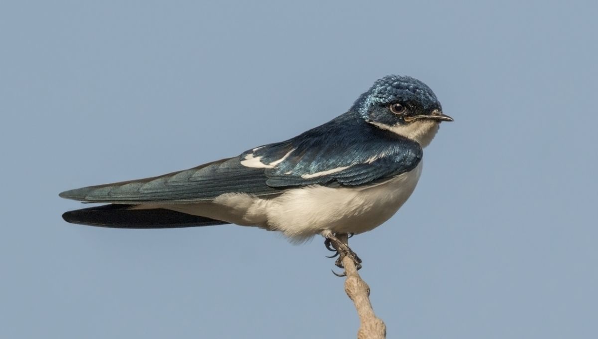 Swallow Bird Symbolism