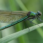 Swarm of Dragonflies Spiritual Meaning