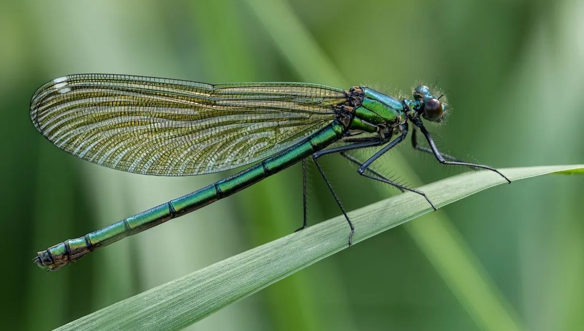 Swarm of Dragonflies Spiritual Meaning