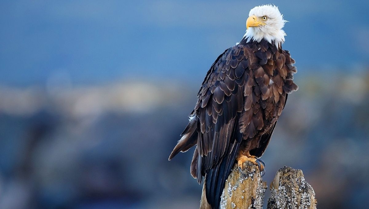 The Eagle’s Connection to Courage, Strength, and Leadership