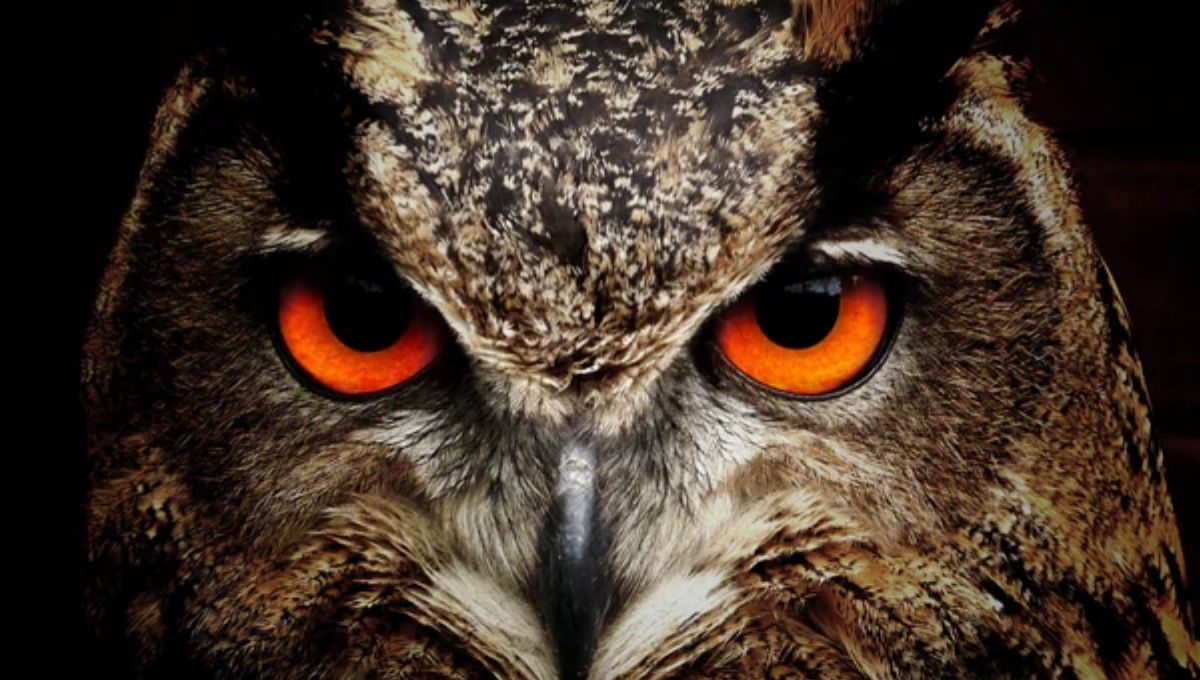 The Meaning Behind the Owl Symbol