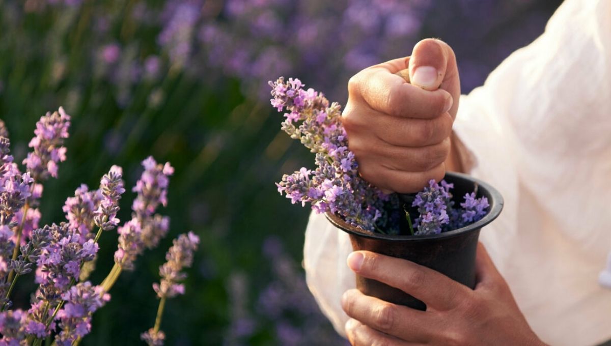 The Spiritual Benefits of Lavender in Daily Life