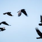 The Spiritual Meaning of 6 Crows: Signs, Symbolism & Messages