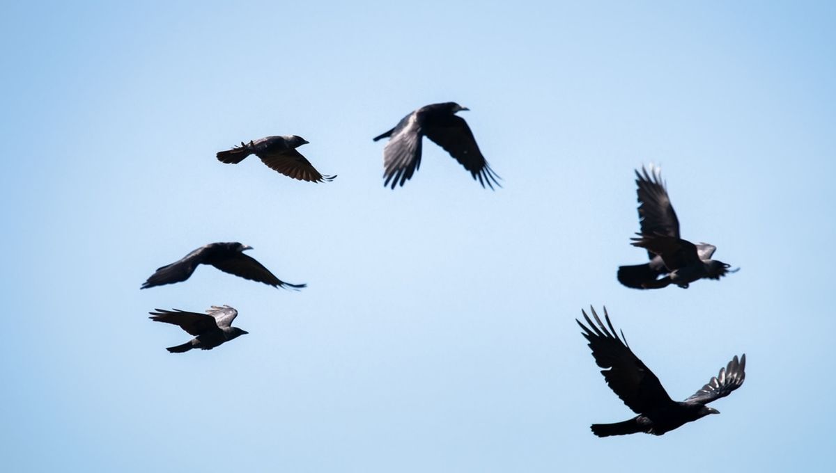 The Spiritual Meaning of 6 Crows: Signs, Symbolism & Messages