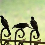 The Spiritual Meaning of Seeing 5 Crows: A Comprehensive Guide