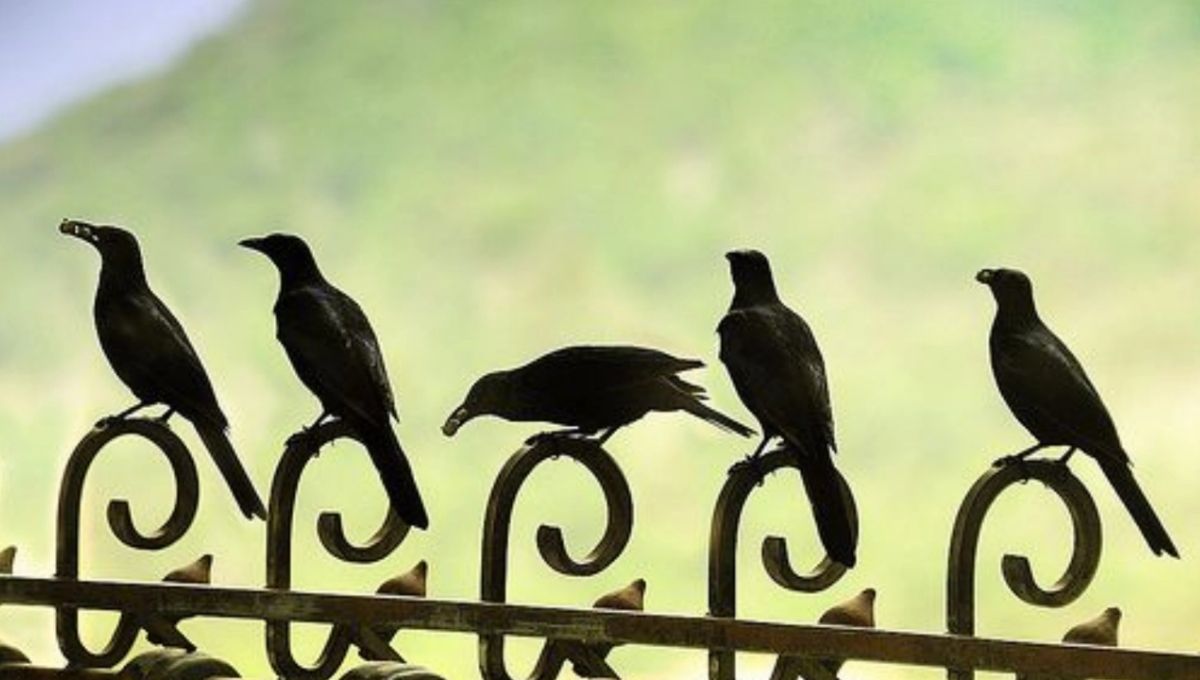 The Spiritual Meaning of Seeing 5 Crows: A Comprehensive Guide