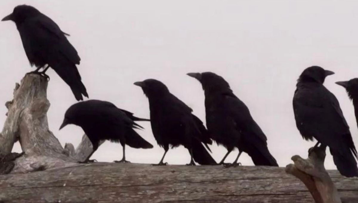 The Spiritual Significance of Encountering 5 Crows