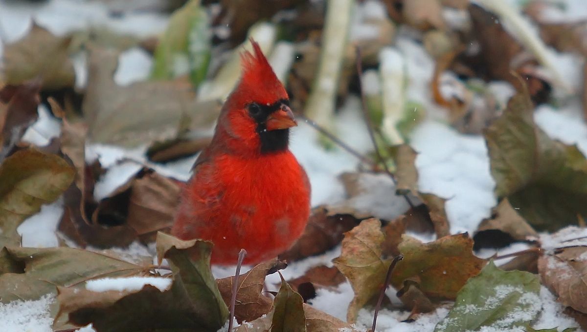 The Symbolism of Red Cardinals in Spirituality