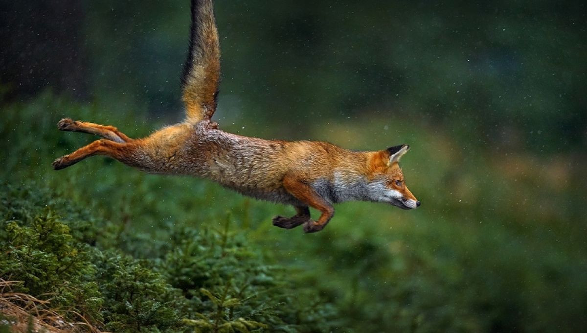 Top 10 Symbolic Meanings of the Fox