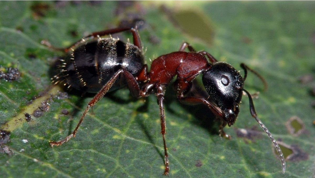 Types of Ant Encounters and Their Deeper Meaning