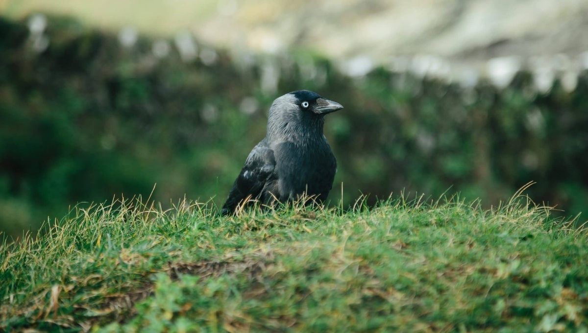 Understanding the Meaning of Six Black Crows