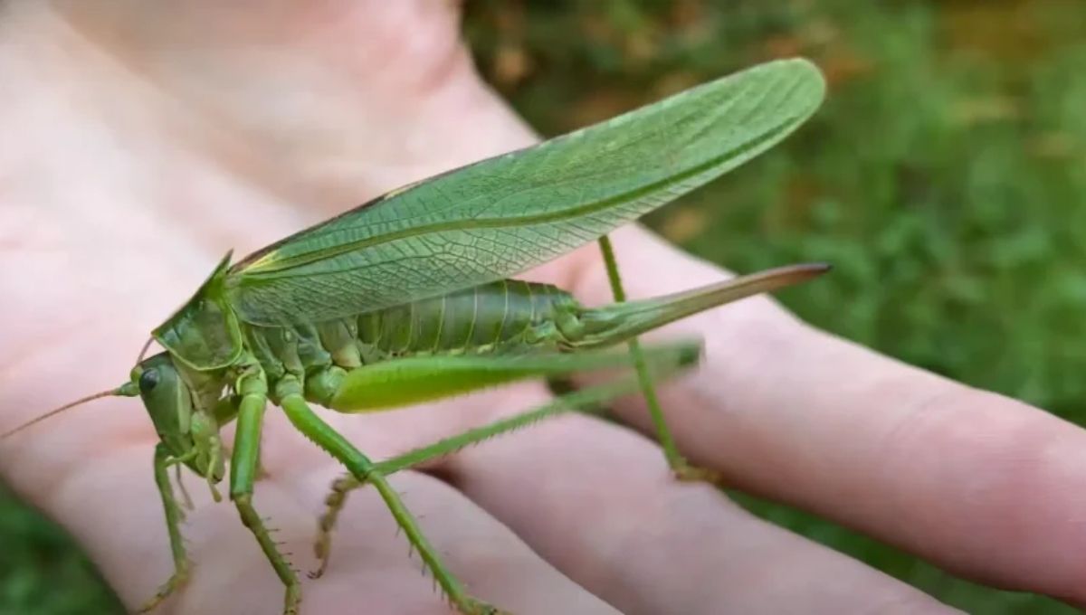 Understanding the Spiritual Meaning of Grasshoppers