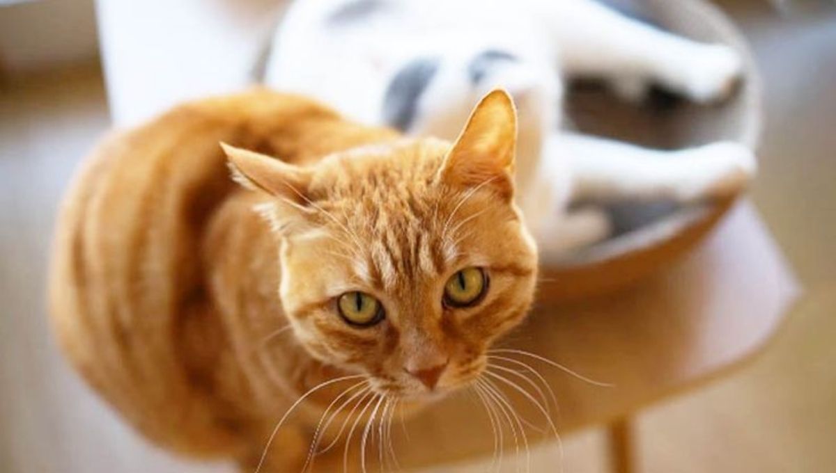 Understanding the Spiritual Meaning of Orange Cats