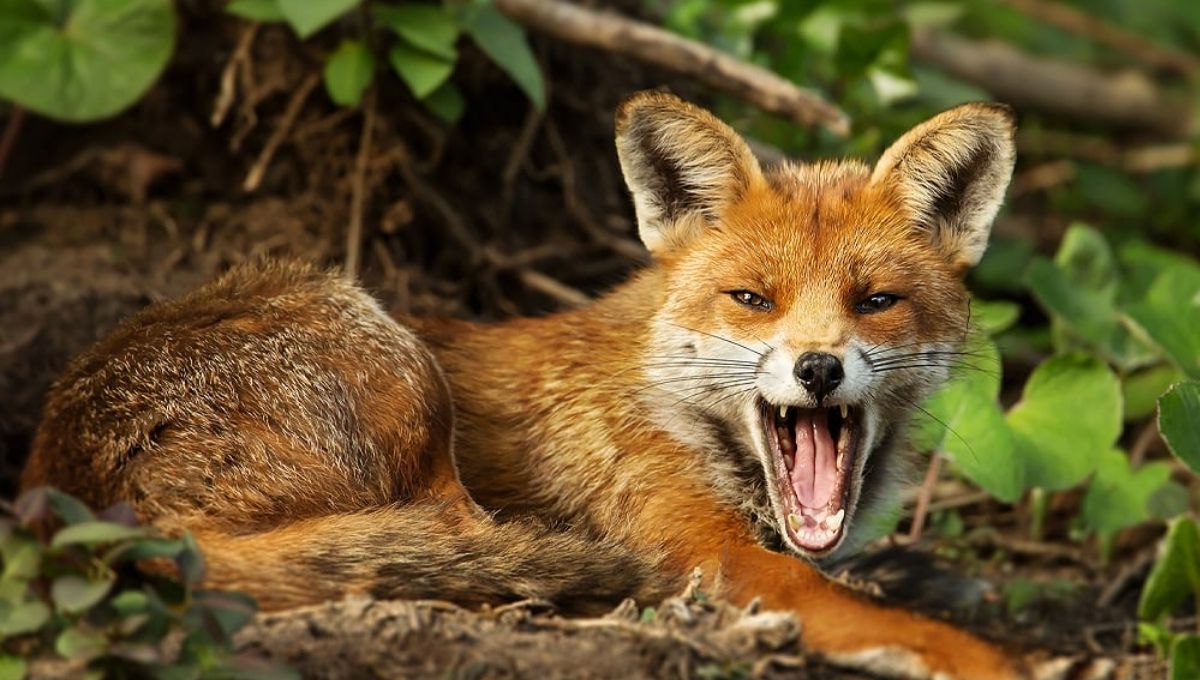 Understanding the Thought-Fox: Symbols and Themes