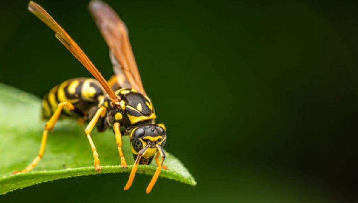 Wasp Encounters and Their Spiritual Messages