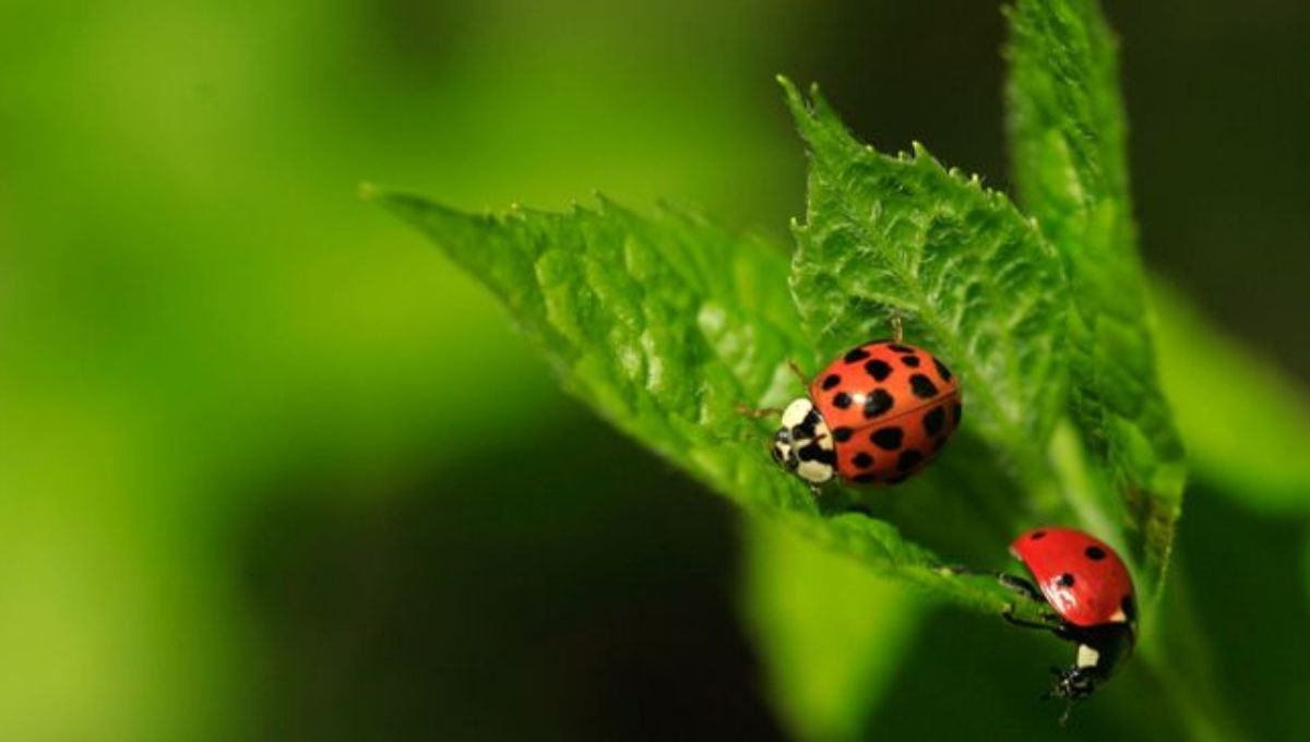 Ways to Attract Ladybug Energy and Good Luck