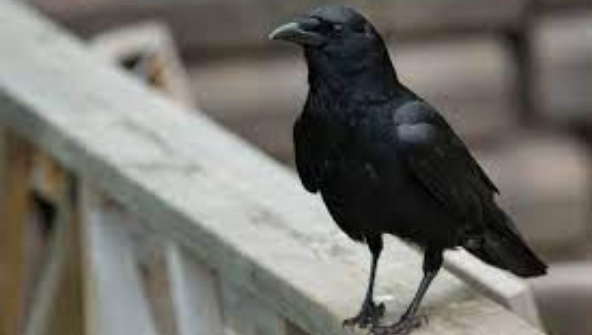 What Do Crows Symbolize?