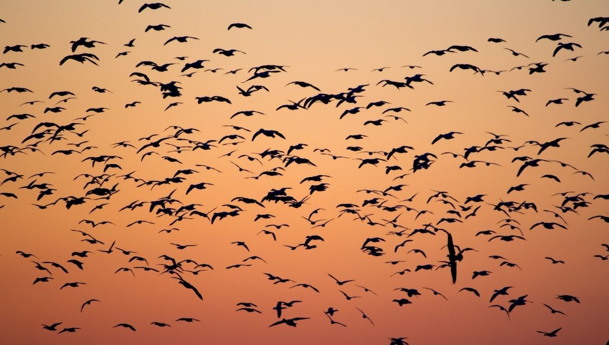 What Does It Mean When Birds Fly in Front of You?