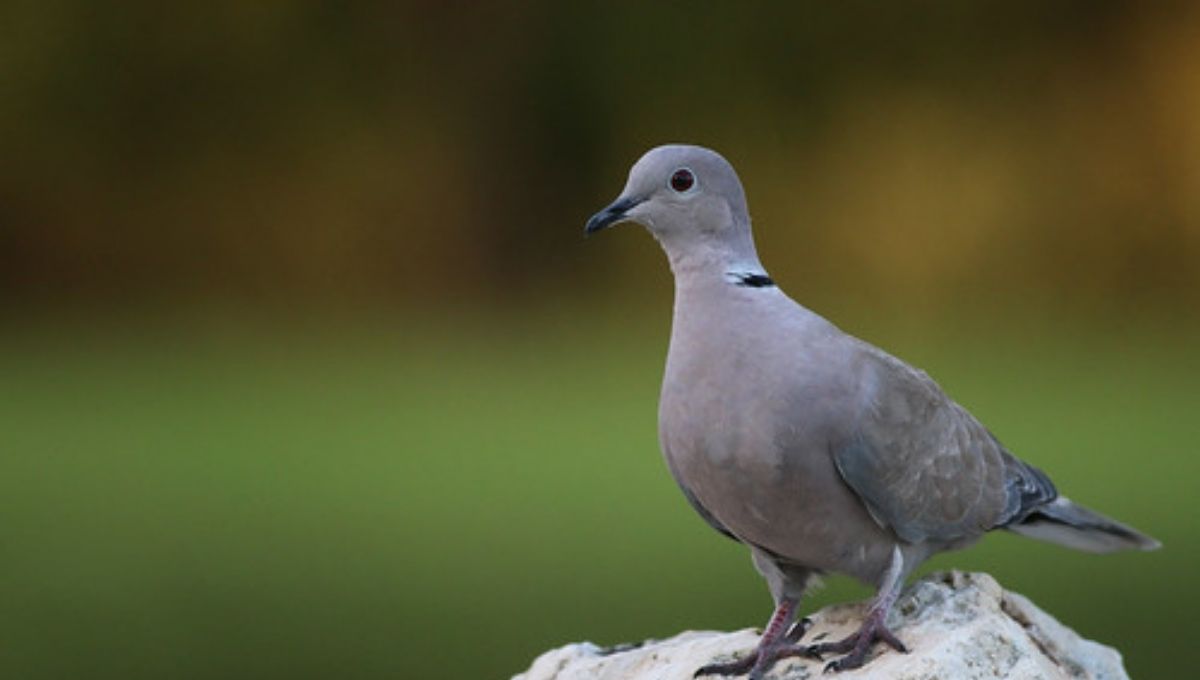 What Does It Mean When a Grey Dove Visits You?