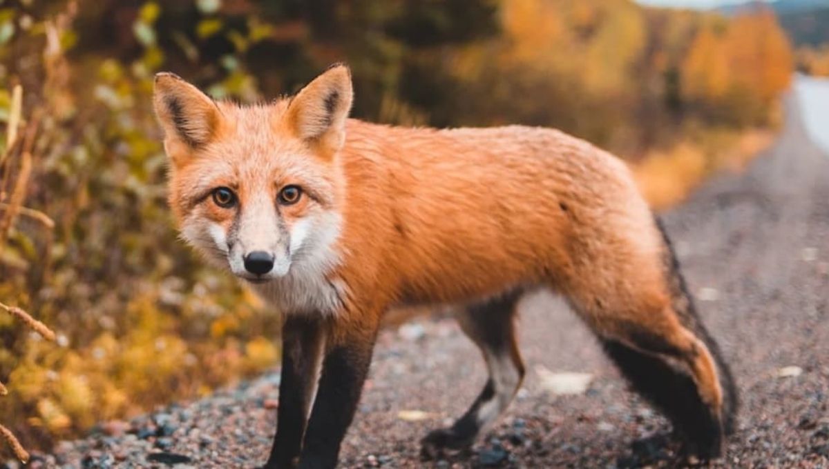 What Does a Fox Symbolize?