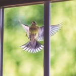 What Does it Mean When a Bird Hits Your Window and Keeps Flying