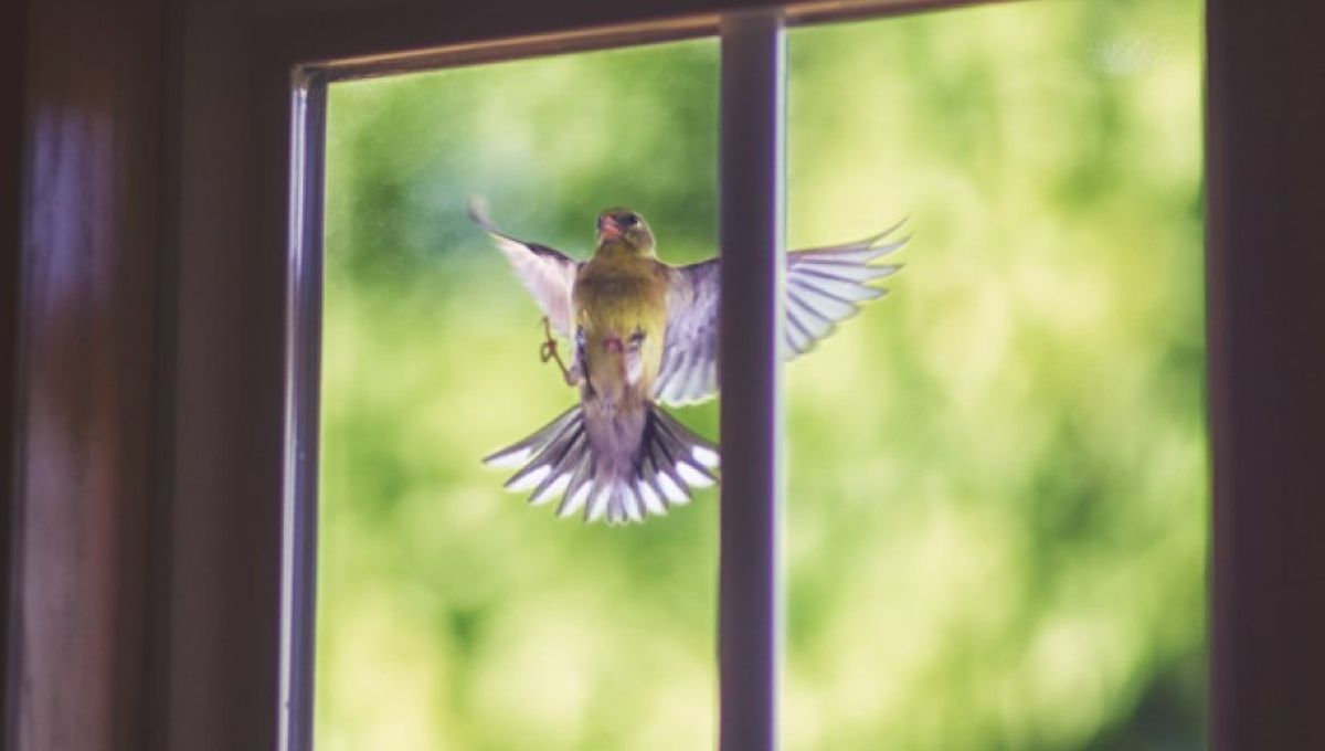 What Does it Mean When a Bird Hits Your Window and Keeps Flying