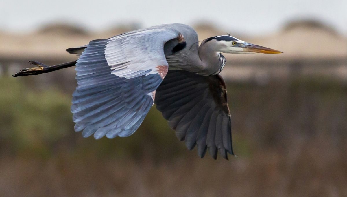 What It Means Spiritually When You See a Blue Heron