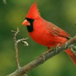 What It Means Spiritually When You See a Cardinal