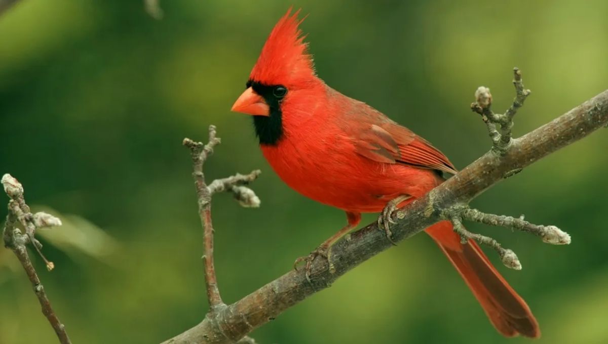 What It Means Spiritually When You See a Cardinal