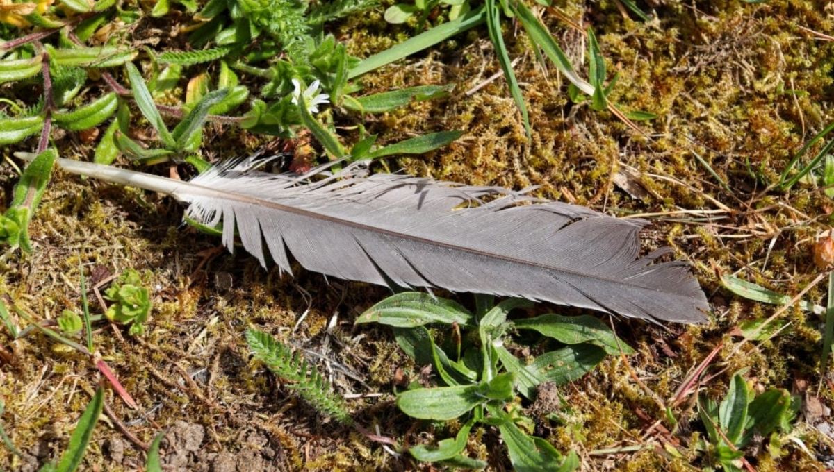 What It Means When You Find a Feather on the Ground