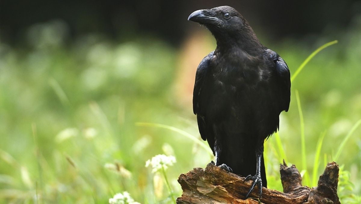 What It Means When You See Crows in Numbers