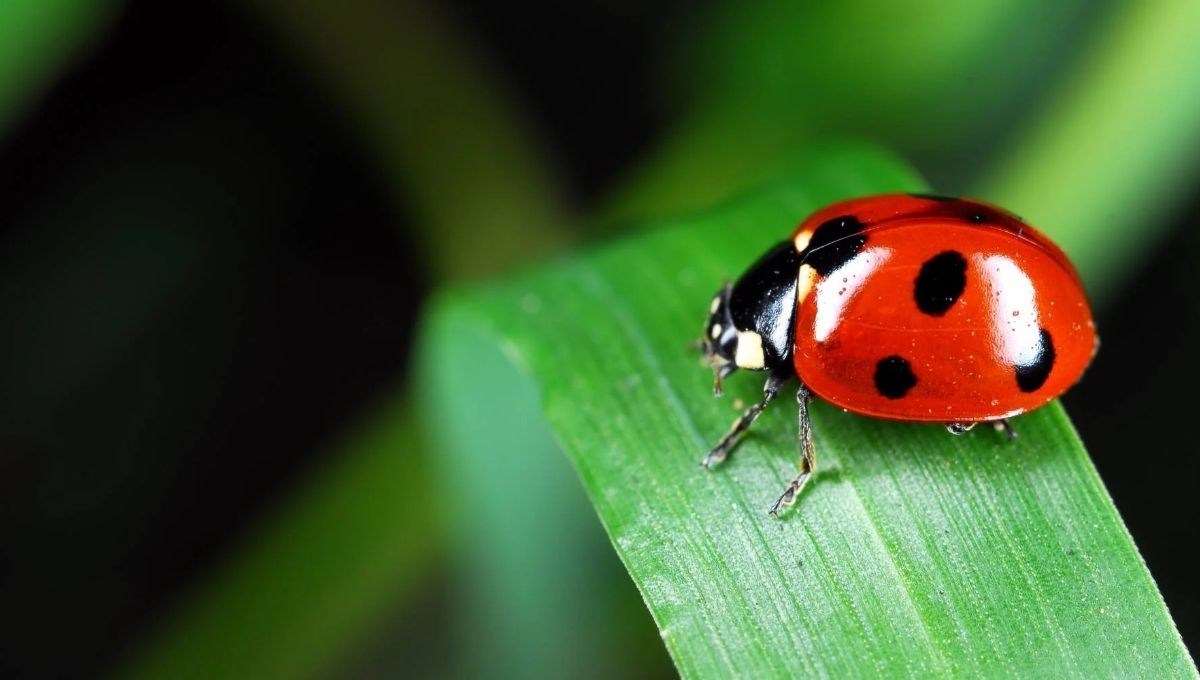 What Ladybugs Spiritually Represent