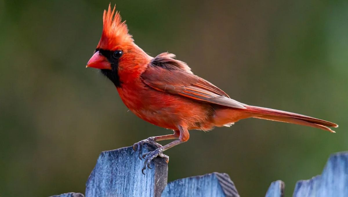 What Seeing Three Red Cardinals Spiritually Means