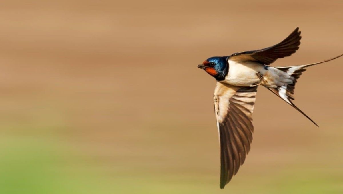 What Swallows Symbolize in Life and Spirit